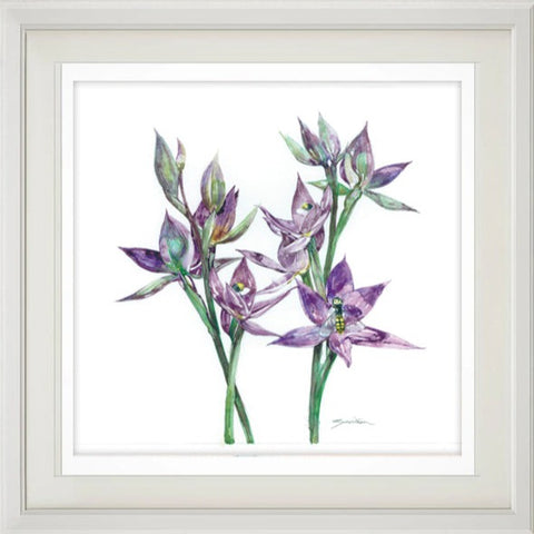 Granite Sun Orchid