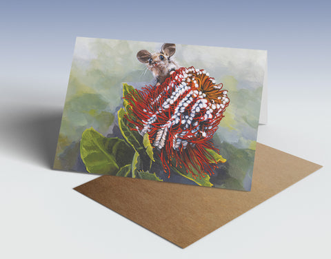 Western pygmy possum on Scarlet banksia greeting card