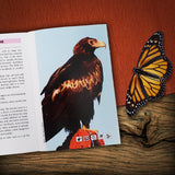 Birds in the South-West Forests