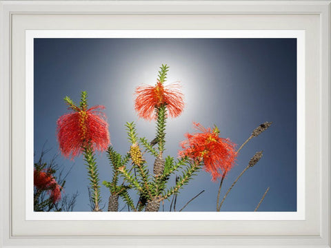 Swamp bottlebrush print