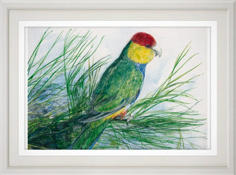 Red-capped parrot print