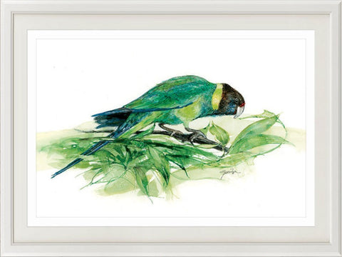 Australian ringneck parrot print