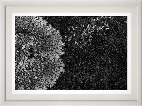 Lichen pattern print