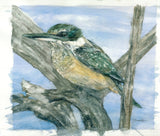 Sacred kingfisher print